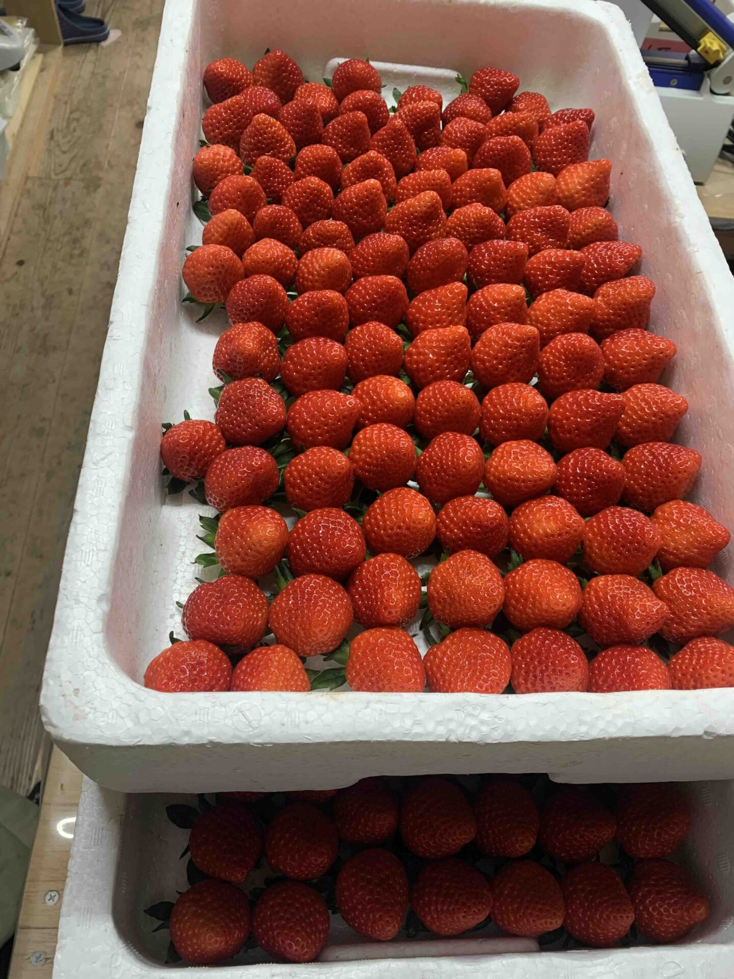 苺の花ことばで今季初めて収穫された越後姫が並ぶ収穫箱