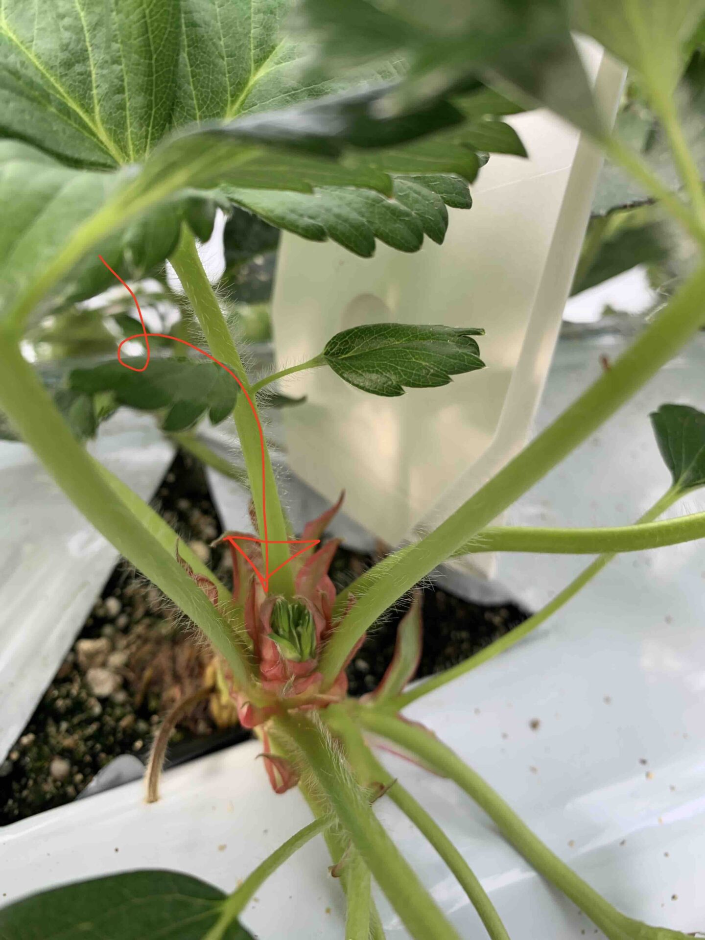 成長点付近に見えた2番果の花芽（赤い矢印の部分）