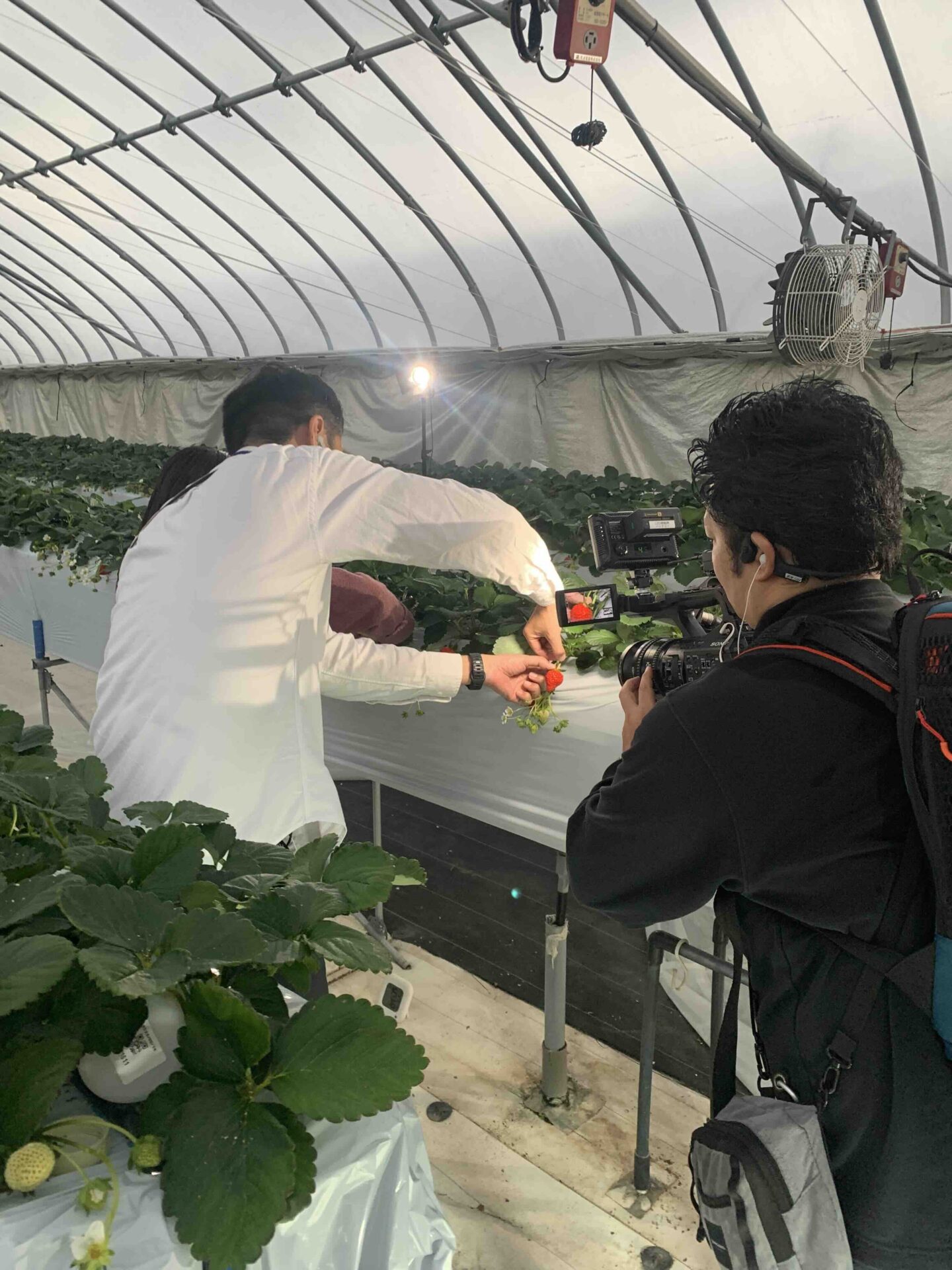 TV生放送前の予行演習（苺の花ことばのハウス）