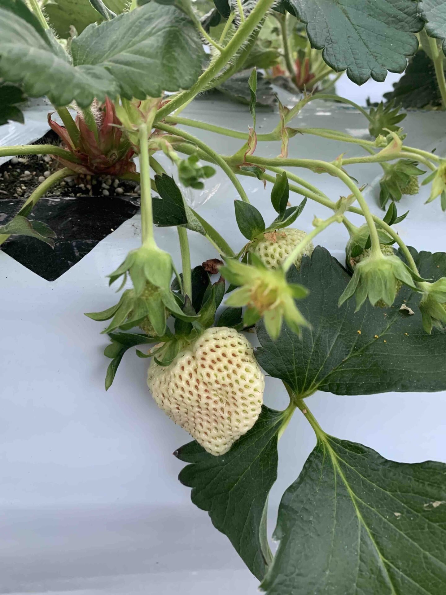 数日前の促成栽培いちごの様子