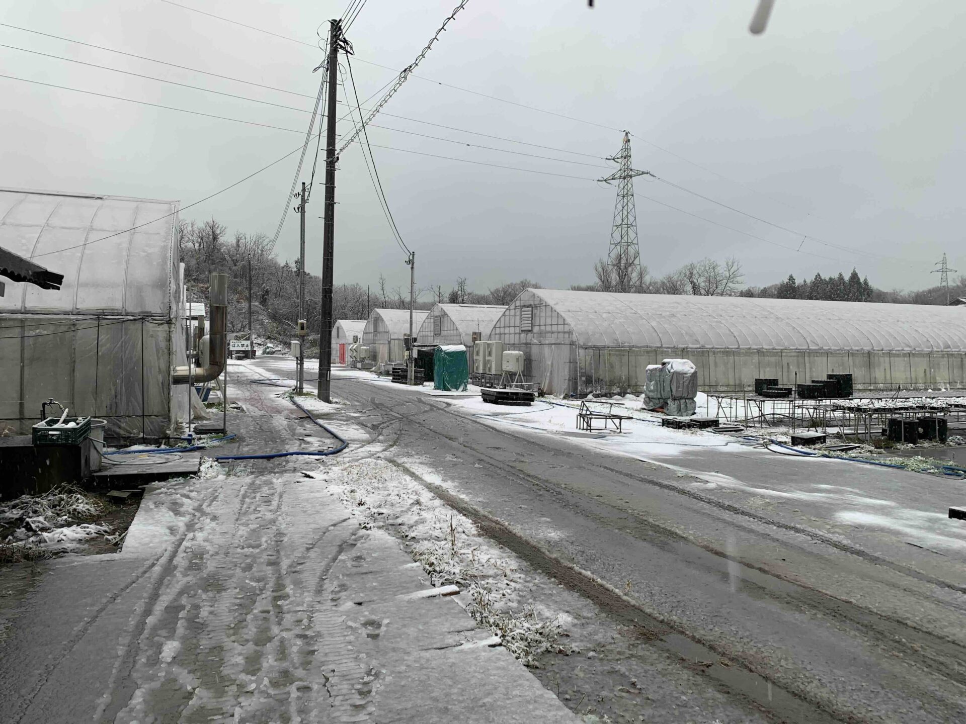 12月の初雪（苺の花ことば）