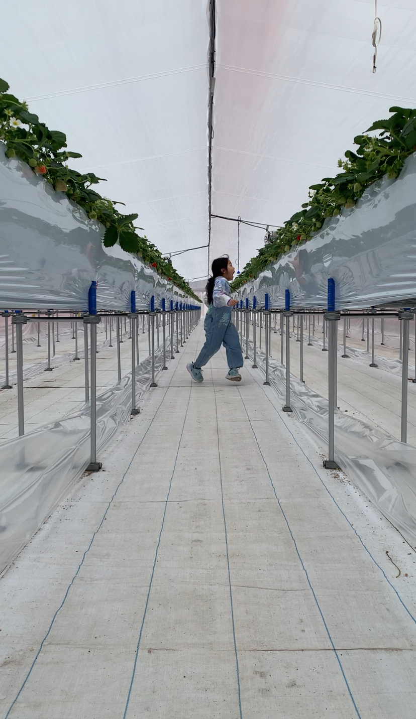 いちごを食べたそうにこちらを見ることはの様子