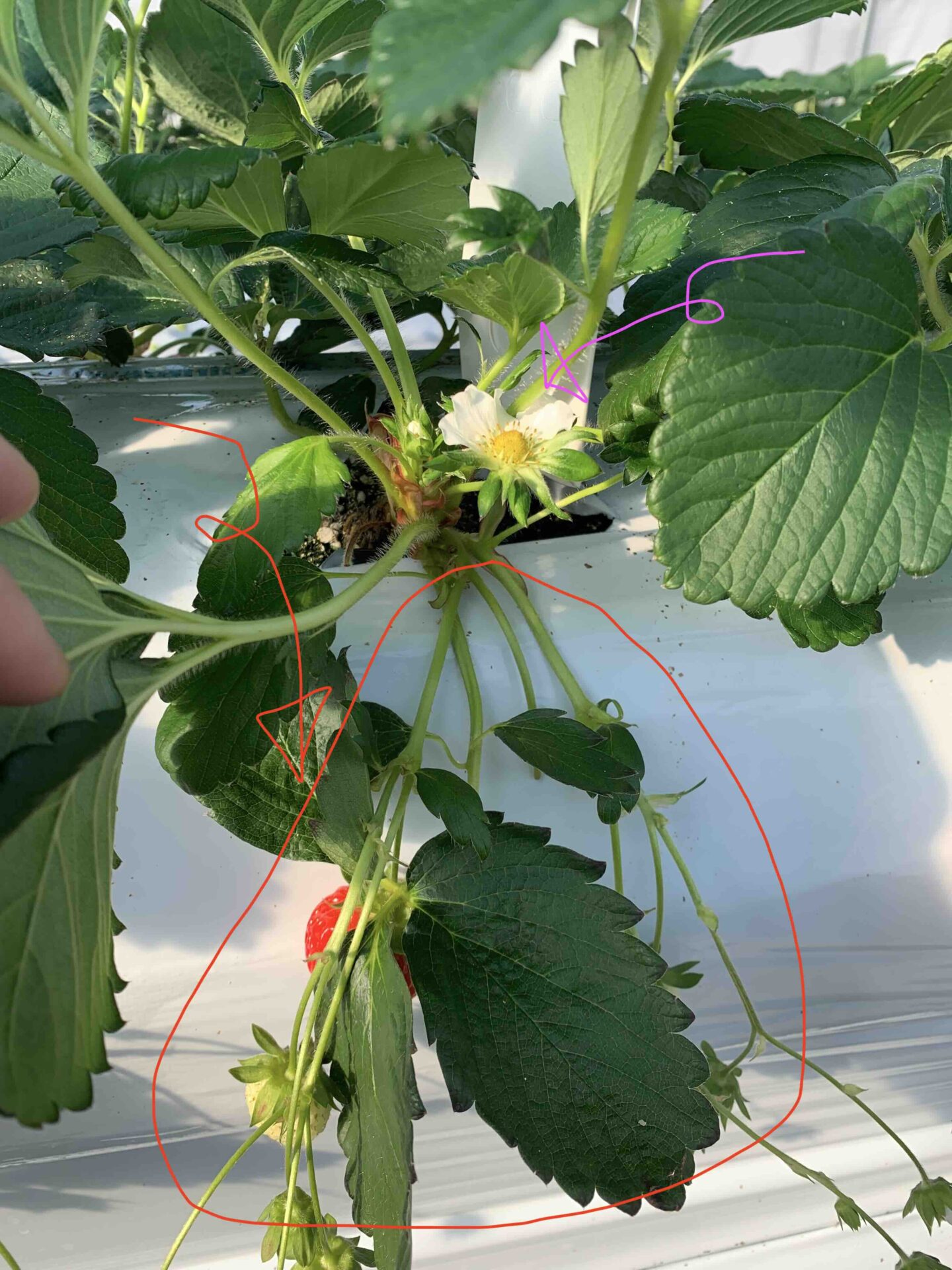 冷蔵処理した越後姫の苗で1番果房と2番果房の花が確認できる様子