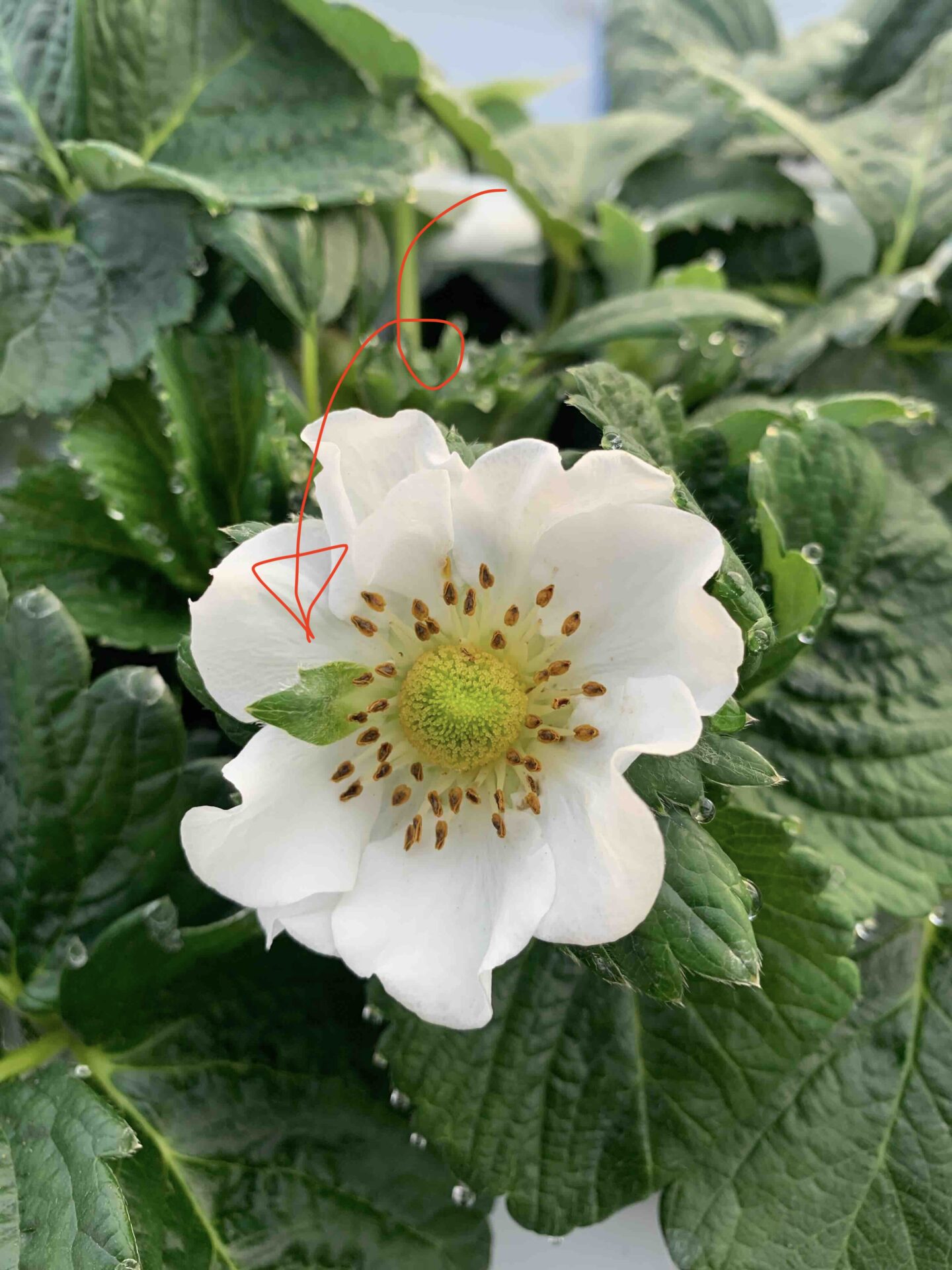 桃薫の花（花弁の中にがくが入り込んだように見える）