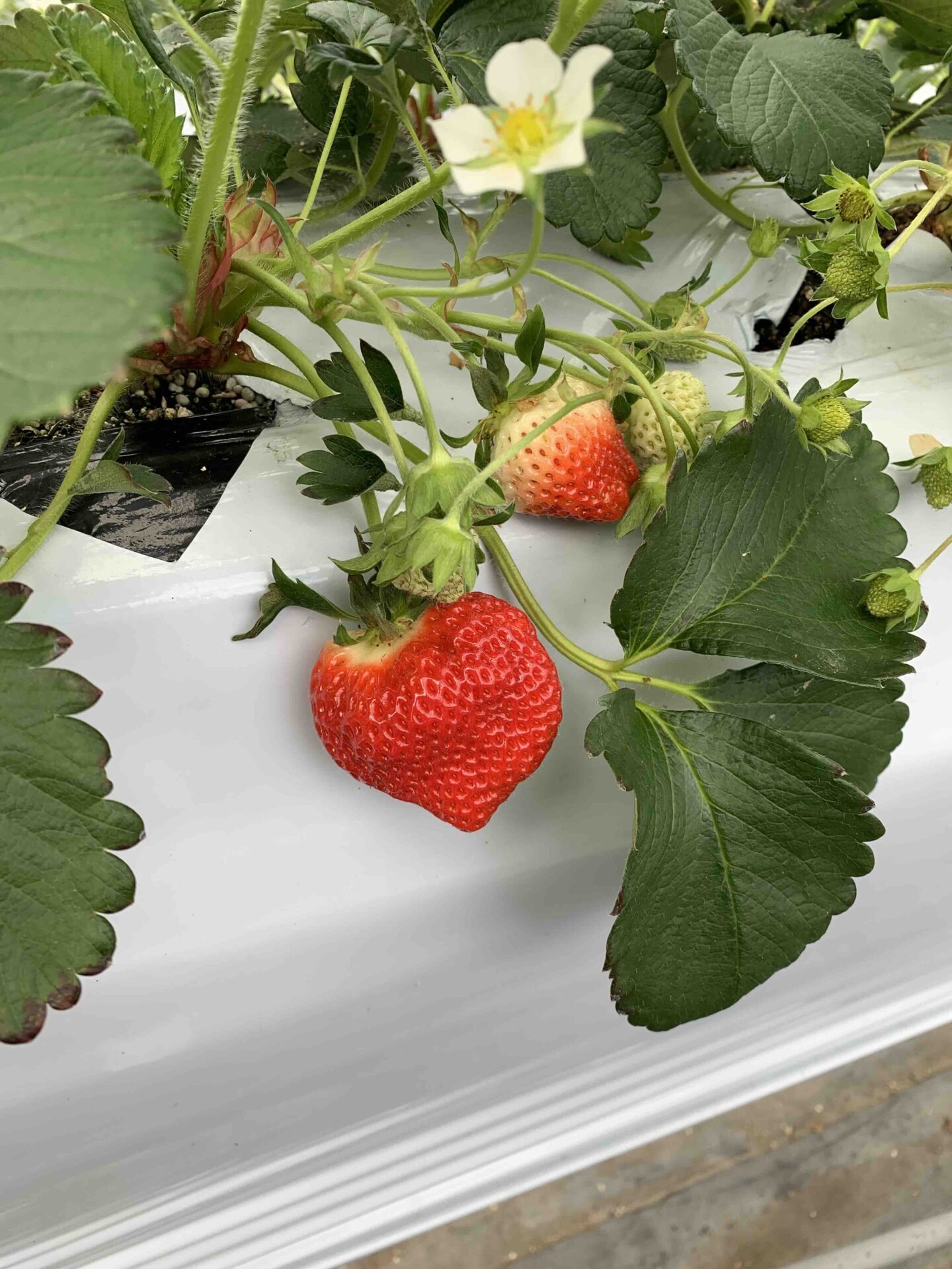 年末に収穫を迎えた越後姫の実