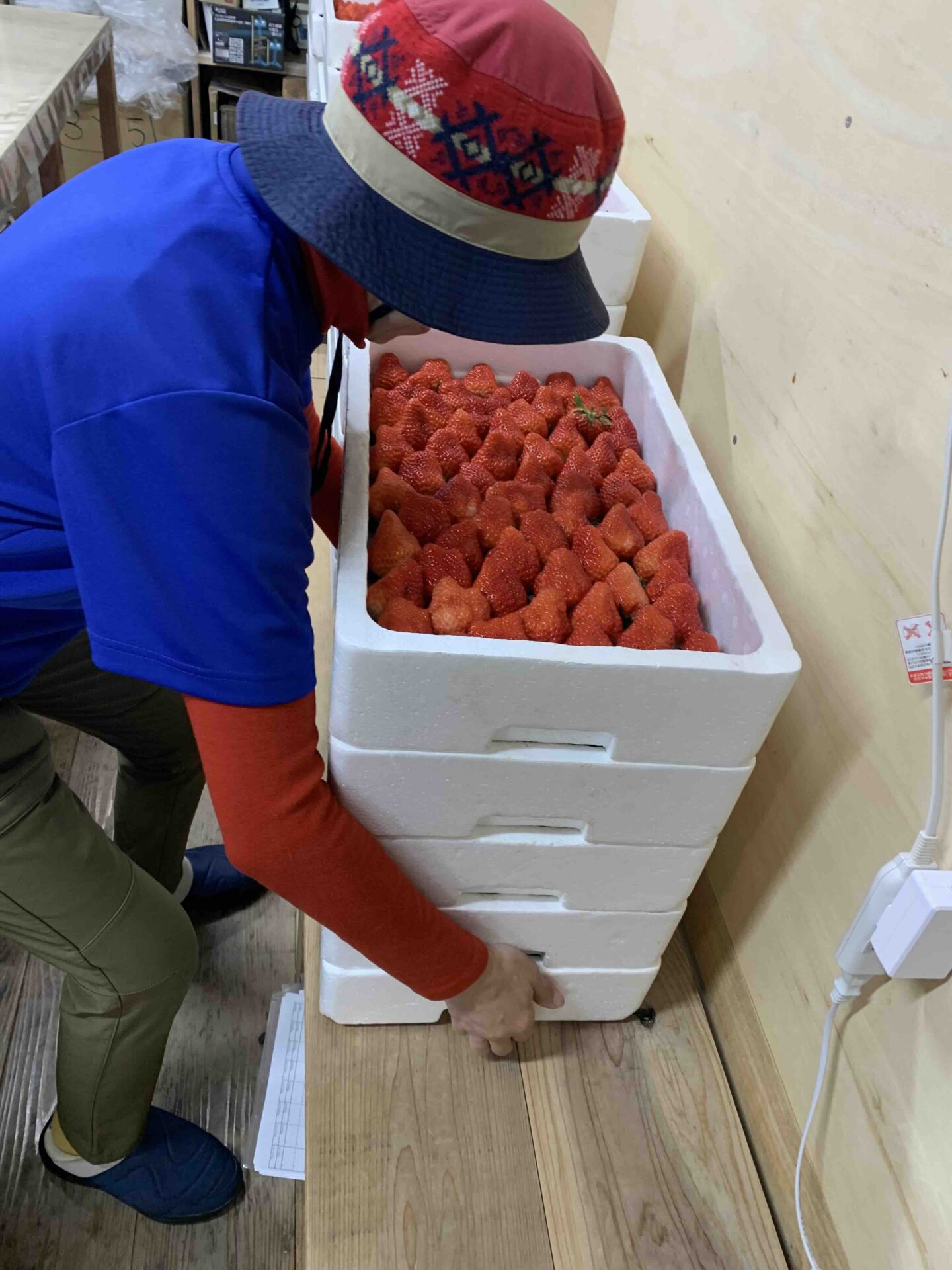 トレーを5段重ねて運ぶクルー。頂果房の越後姫の収穫がピークの様子