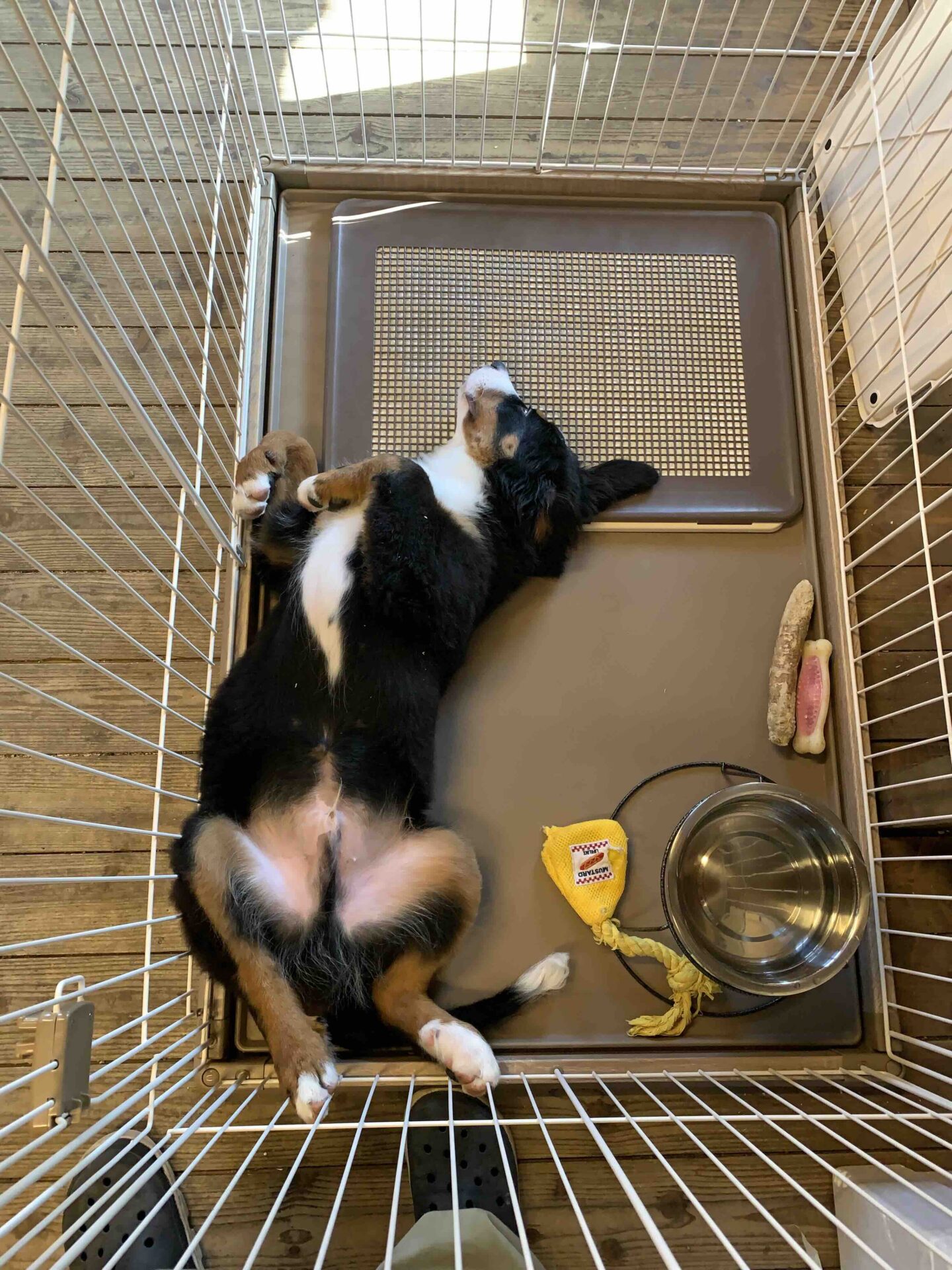 琥珀のお尻が鳥のように見える写真