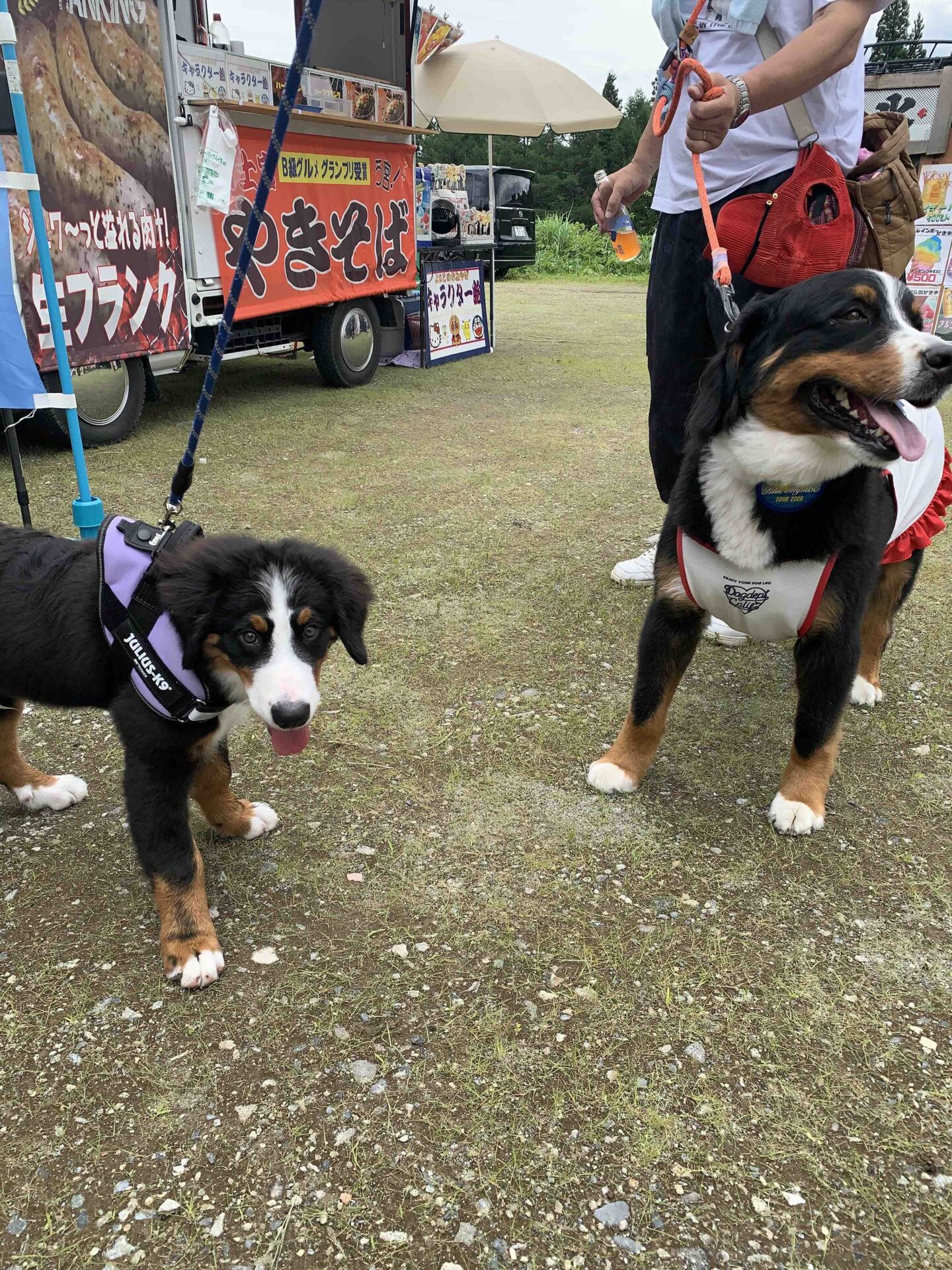 黒姫高原で出会ったバーニーズのお姉さん