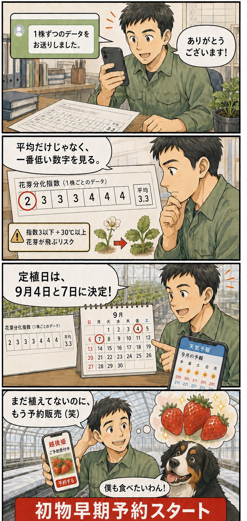 1株ずつの花芽分化データとカレンダーを見ながら越後姫の定植日を考える様子を描いた4コマ漫画