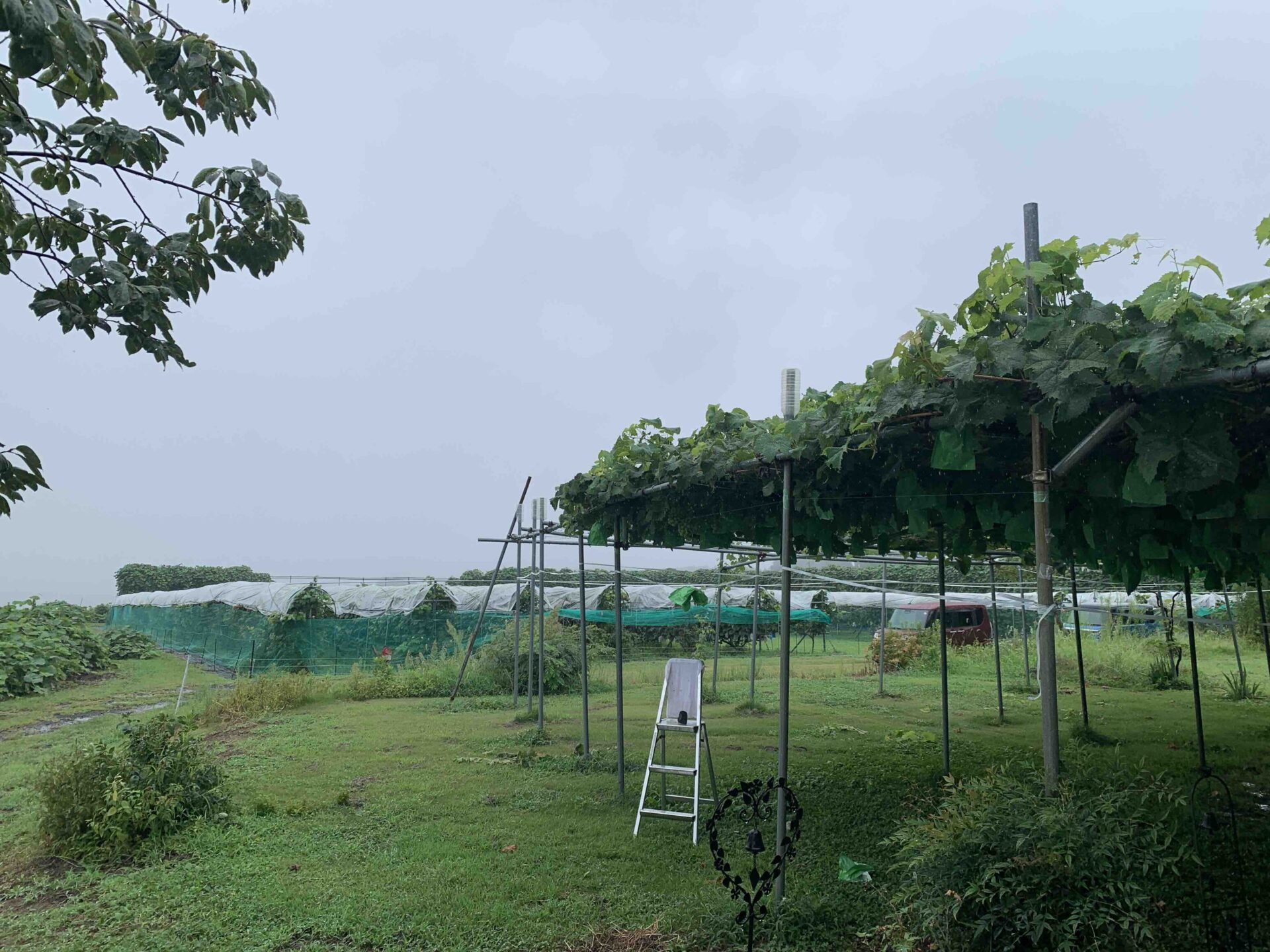 山本ぶどう園で見かけたぶどう棚