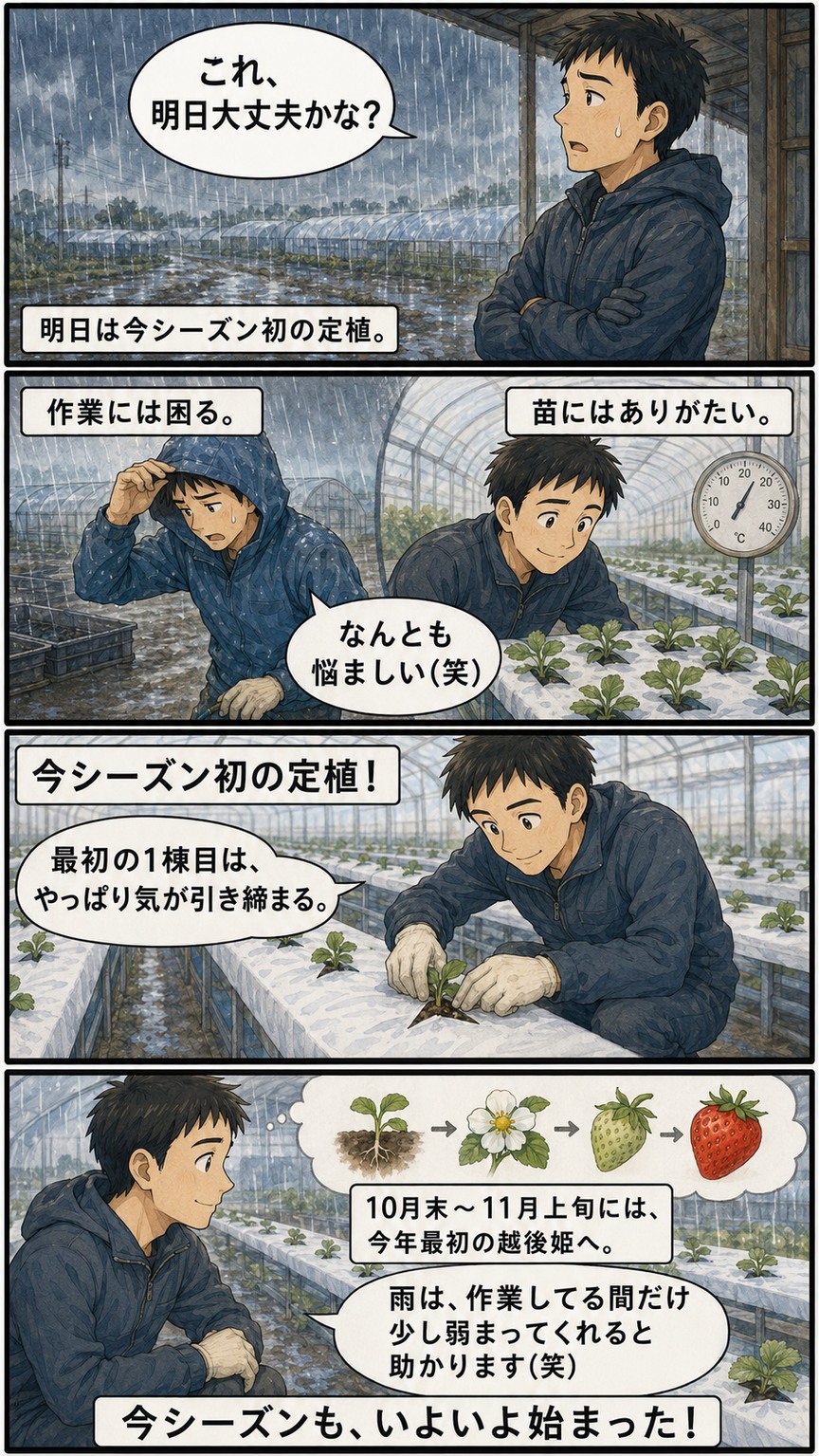 土砂降りの翌日に今シーズン最初のいちご苗の定植を迎える様子を描いた4コマ漫画