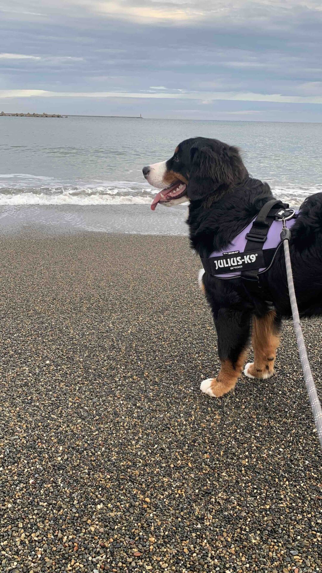 初めて日本海の海岸へ来たバーニーズの琥珀