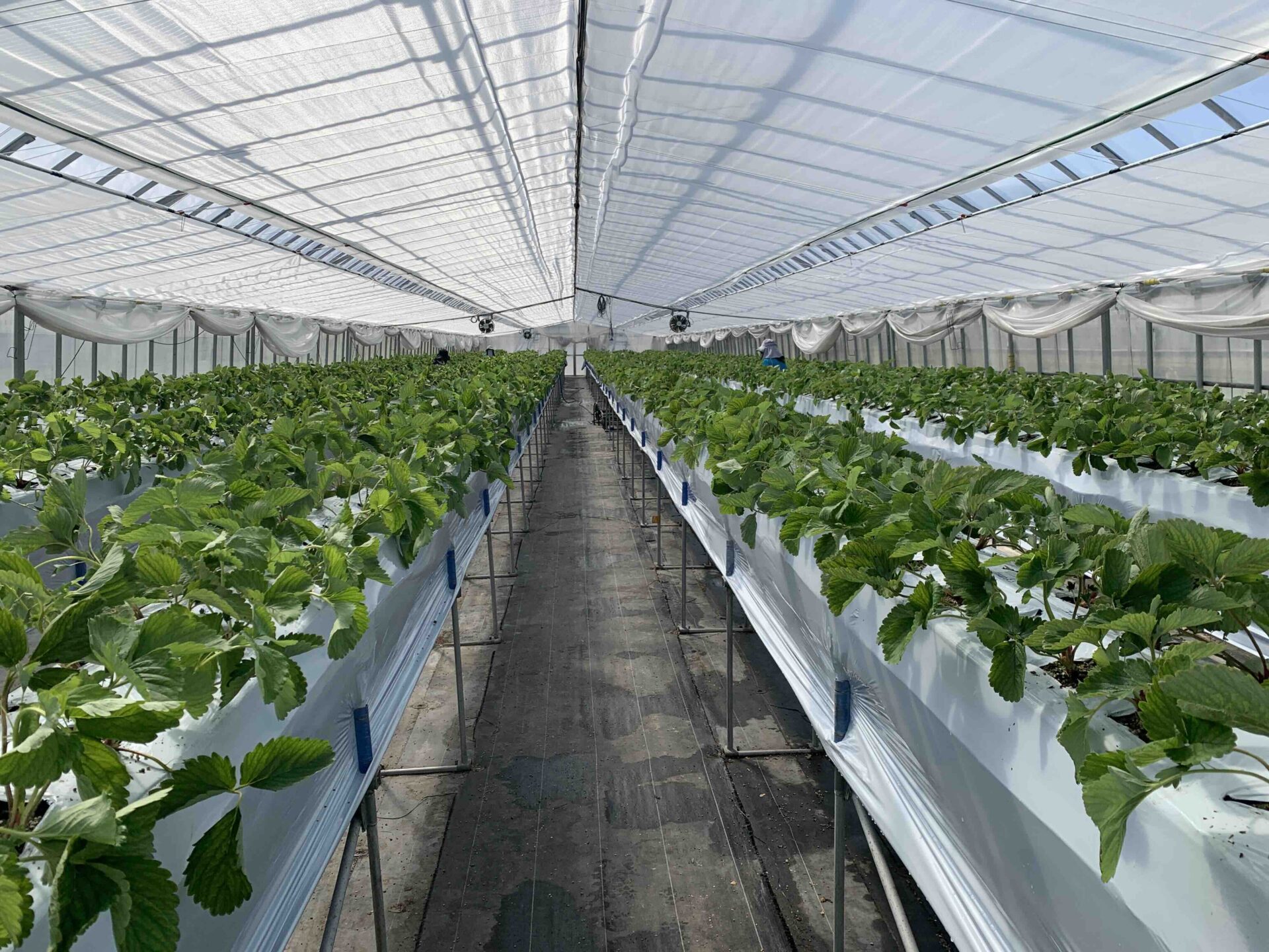 促成栽培用の越後姫を定植し終えた苺の花ことばのハウス